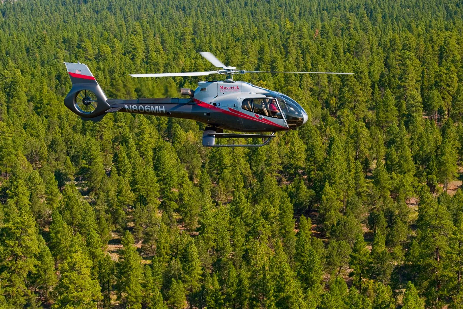 Helicopter crossing the dense ponderosa pines of the Kaibab National Forest